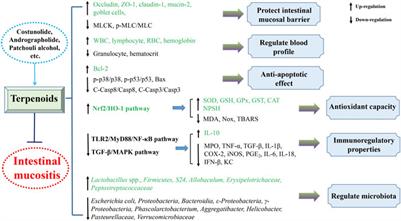 Therapeutic effects and mechanisms of plant-derived natural compounds against intestinal mucositis